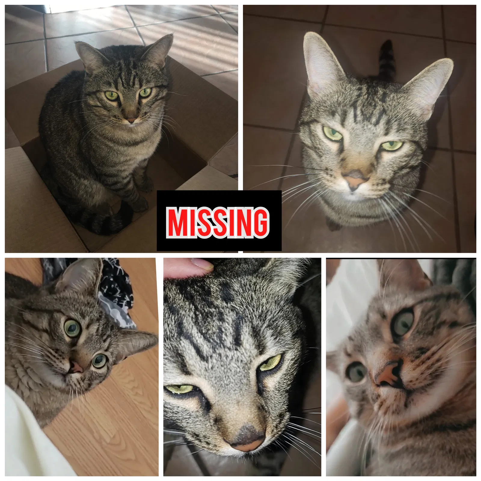 Lost cat in Albuquerque, NM, 87121
