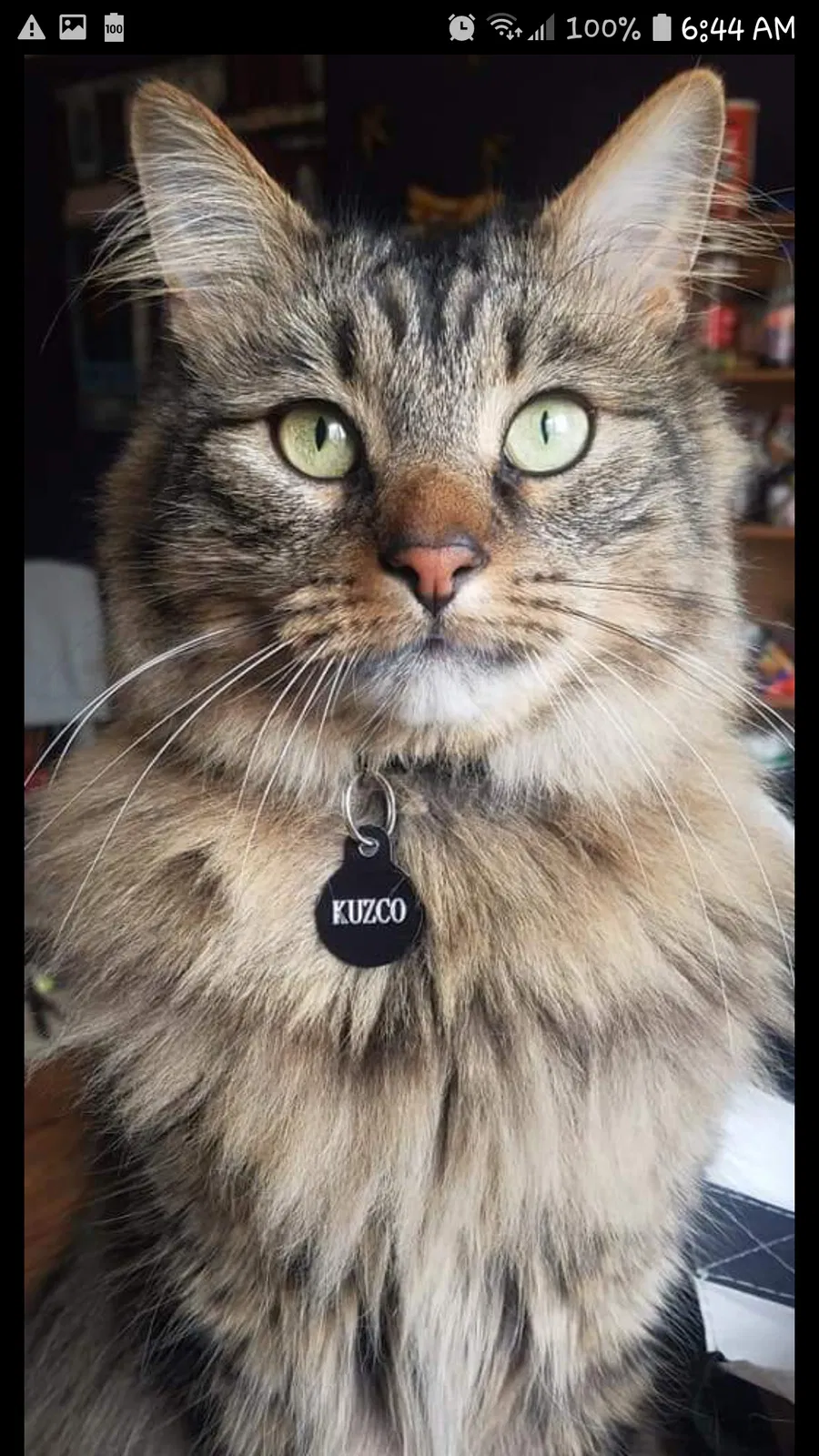 Lost cat in Fort Collins, CO, 80526