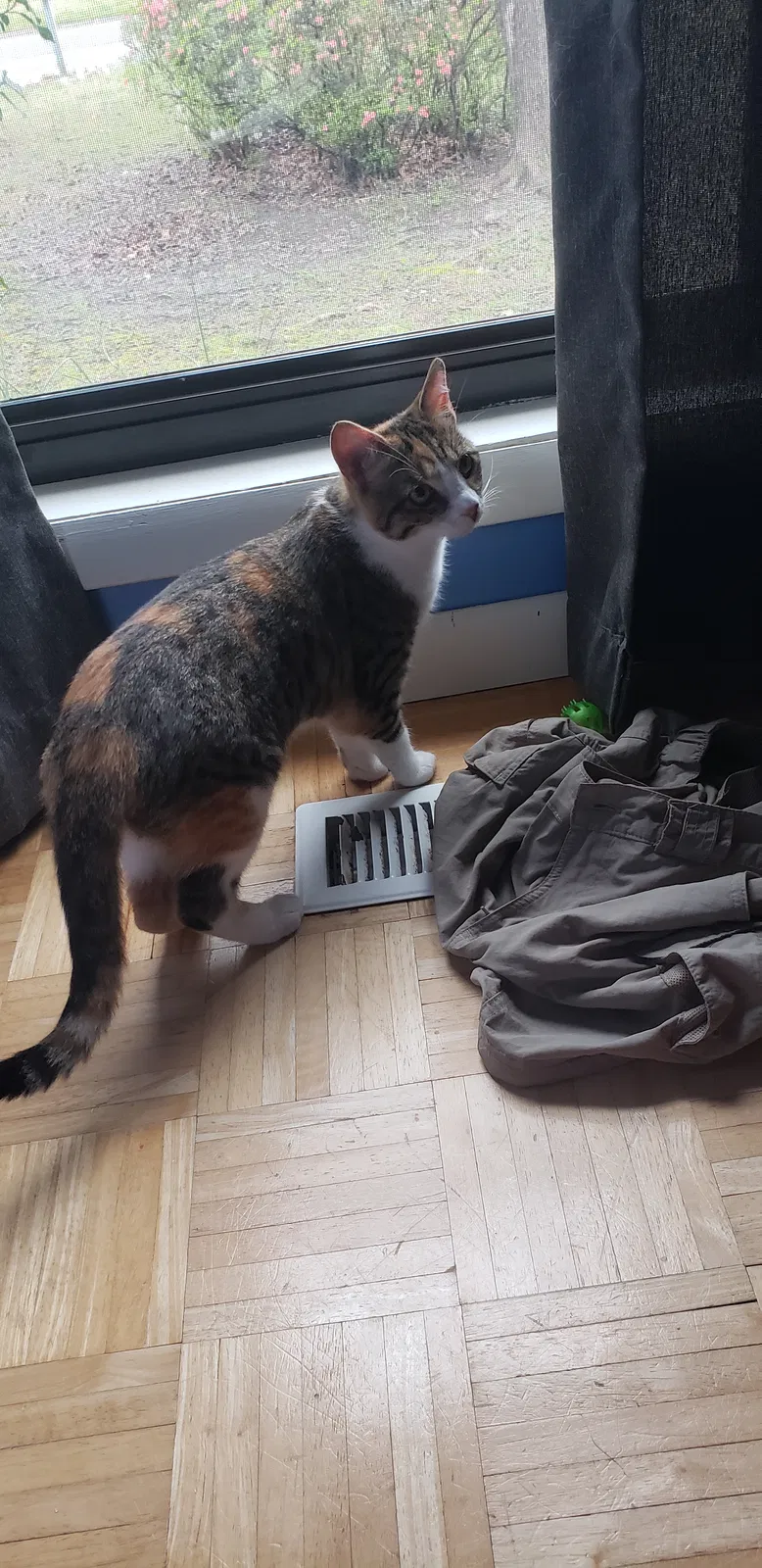 Lost cat in Fayetteville, NC, 28304