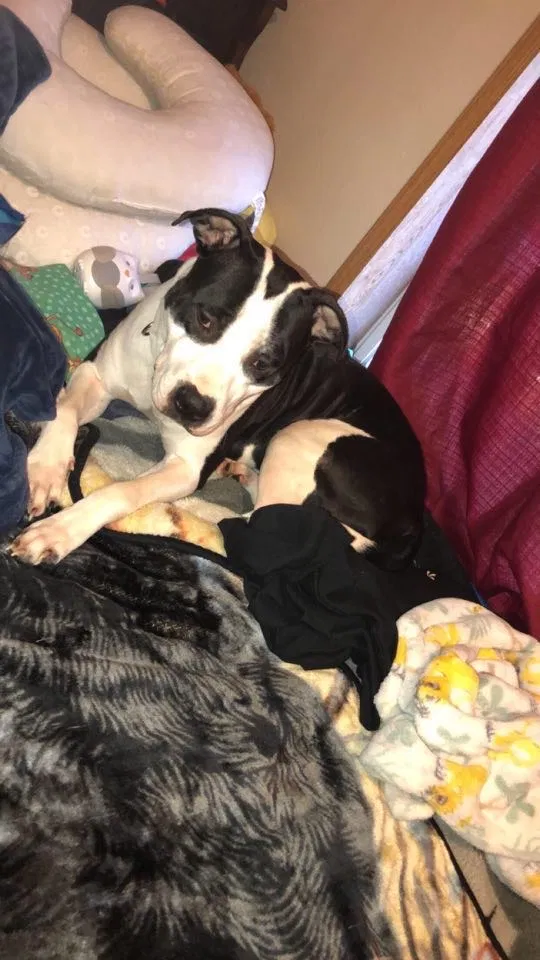 Lost dog in Goshen, IN, 46526