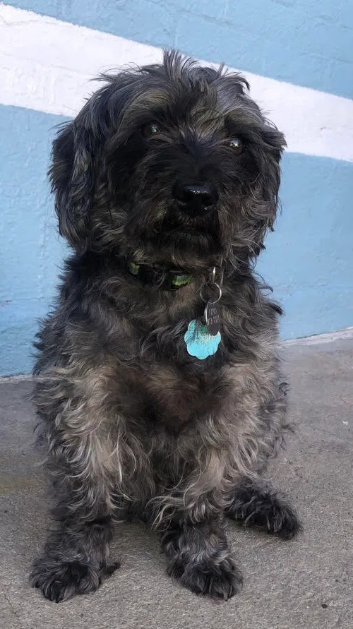 Lost dog in Denver, CO, 80216