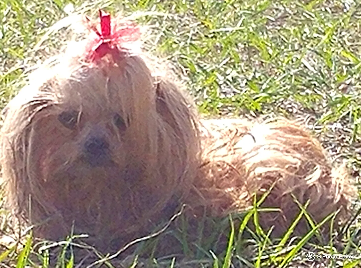 Lost dog in Davenport, FL, 33837