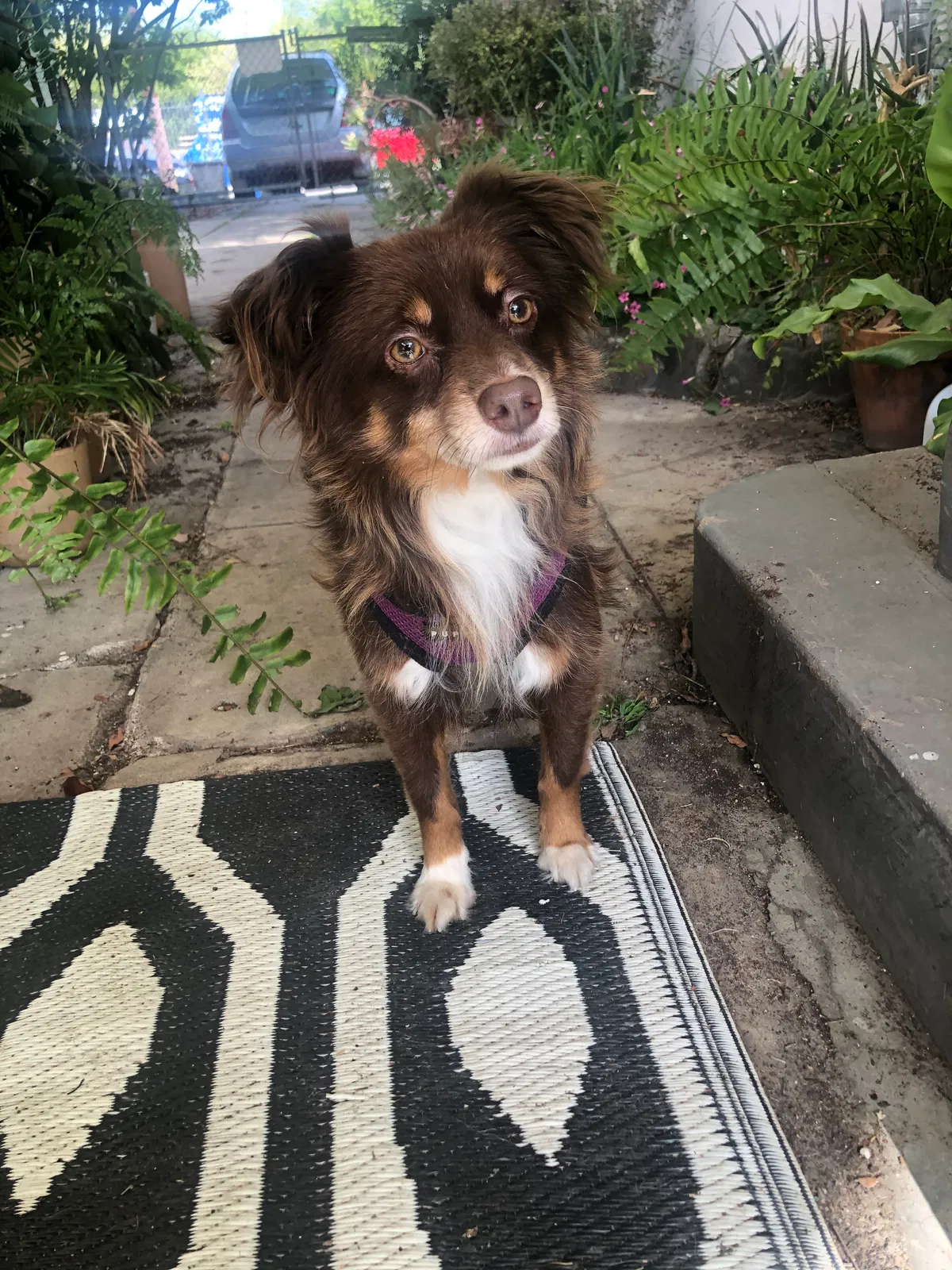 Found dog in Los Angeles, CA, 90039