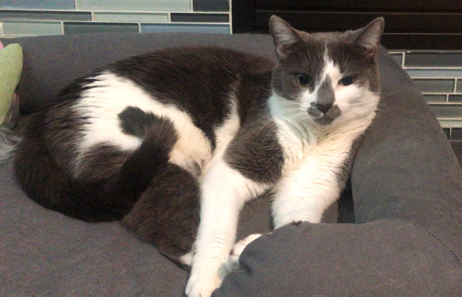 Lost cat in Olympia, WA, 98506