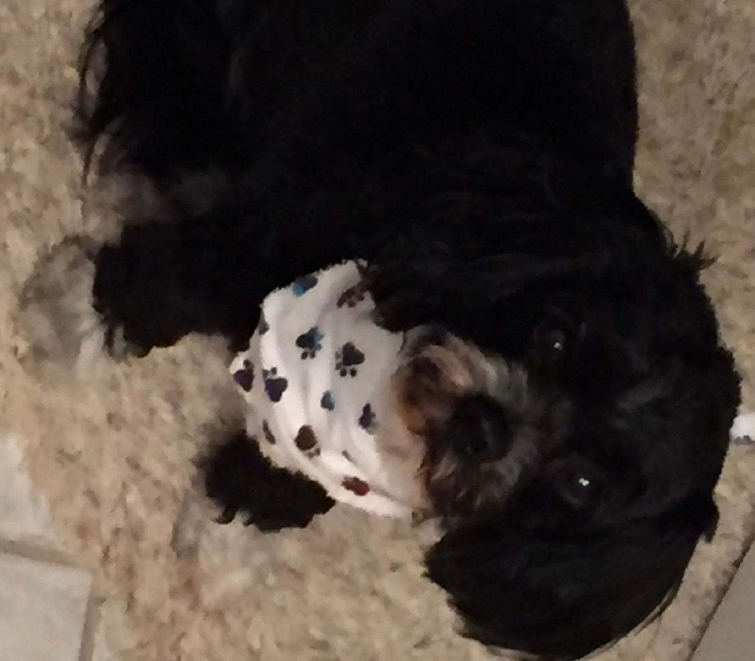Lost dog in Seattle, WA, 98198