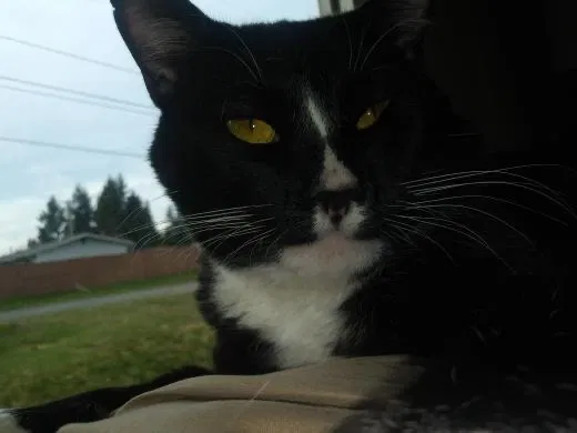 Lost cat in Tacoma, WA, 98443
