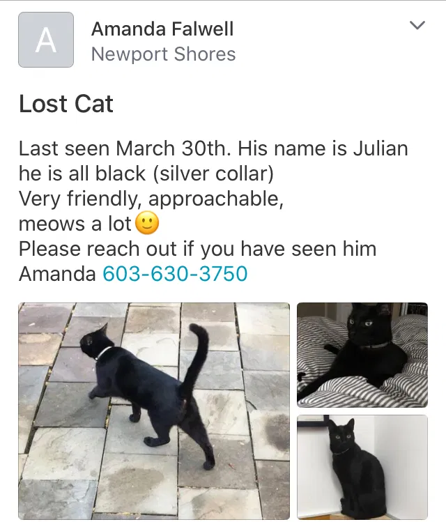 Lost cat in Bellevue, WA, 98006