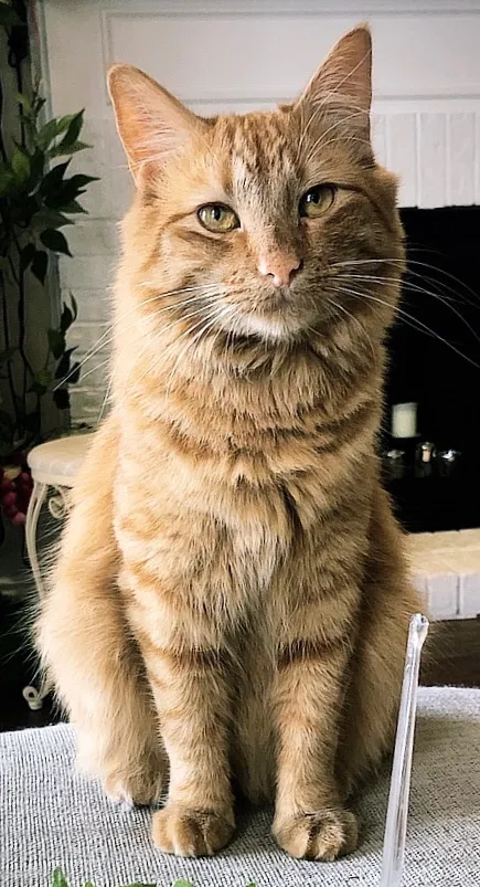 Lost cat in Dallas, TX, 75225