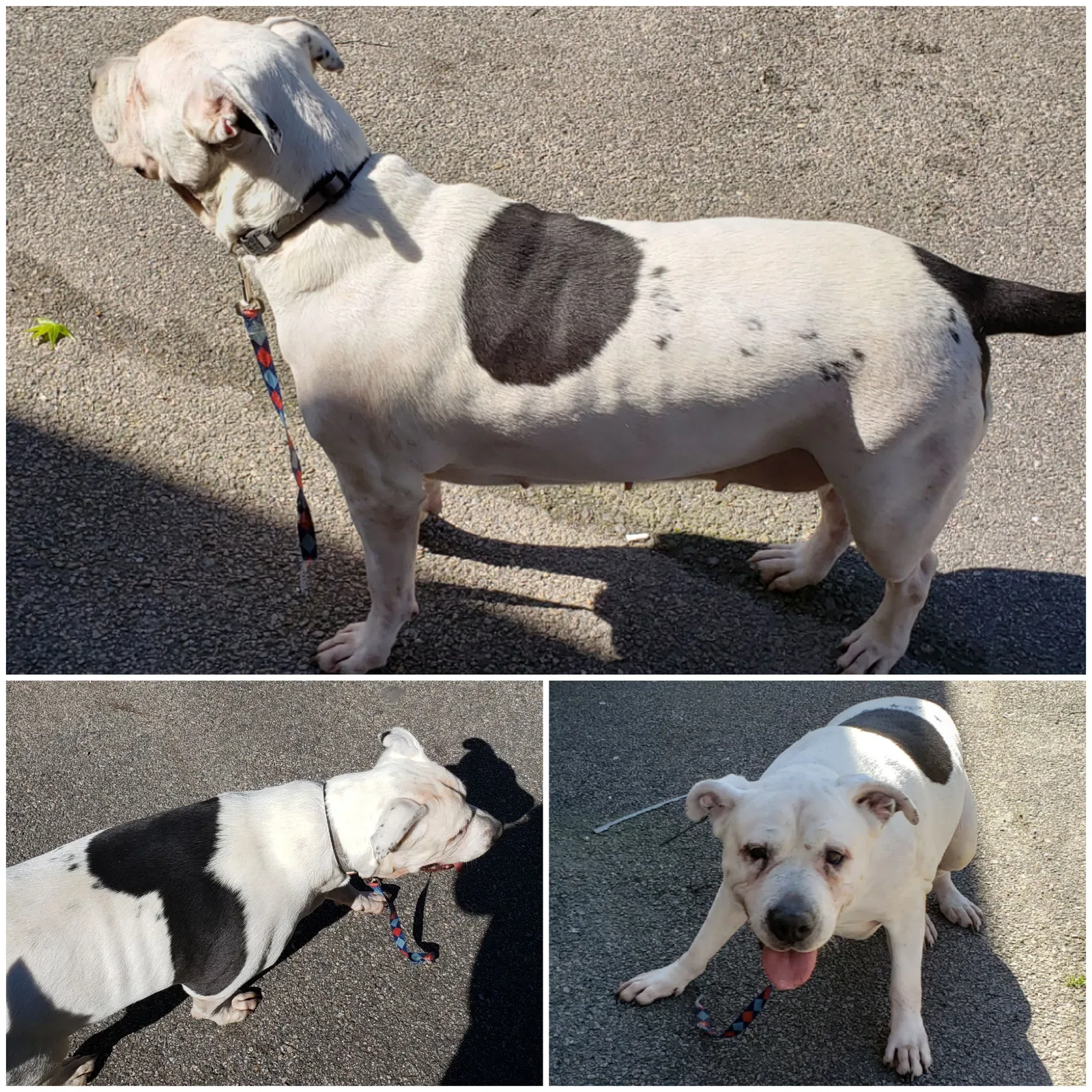 Found dog in Richmond, VA, 23225