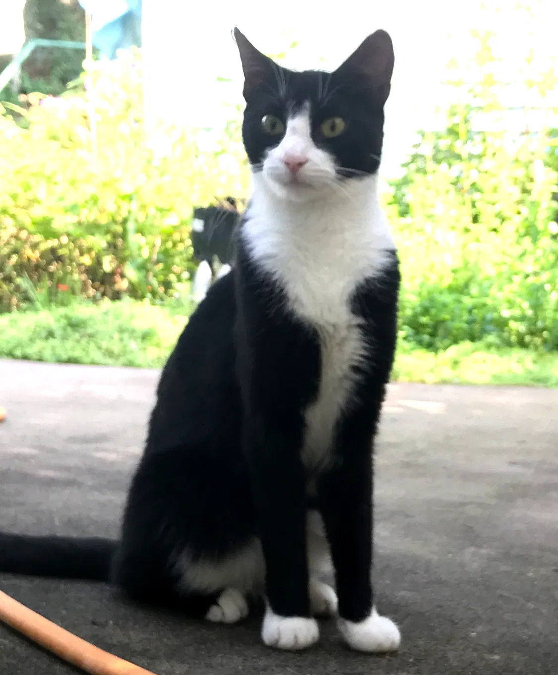 Lost cat in Woodside, NY, 11377