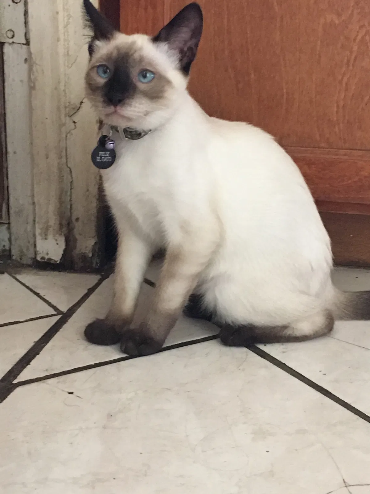 Lost cat in Los Angeles, CA, 90018