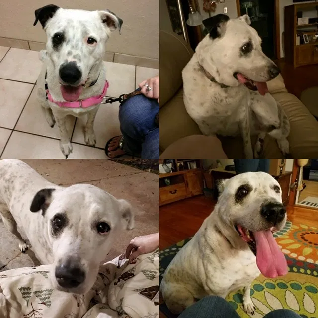 Lost dog in Bryan, TX, 77802