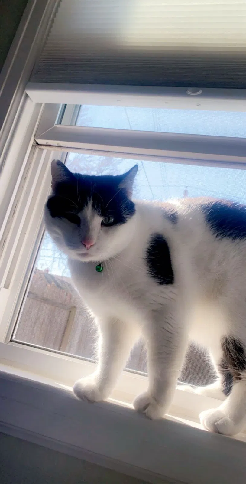 Lost cat in Buffalo, NY, 14224