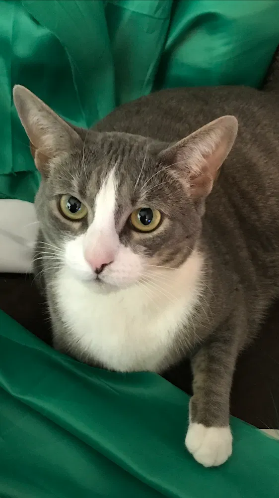 Lost cat in Haines City, FL, 33844