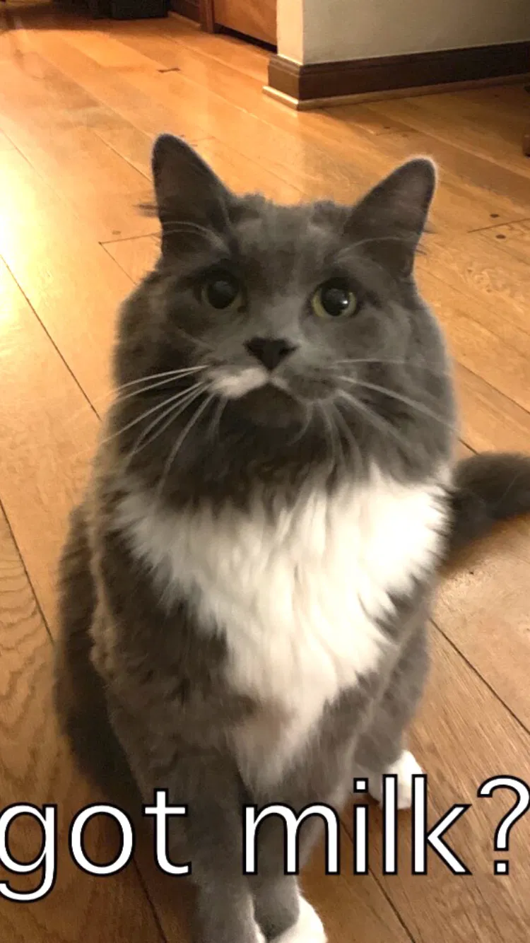 Lost cat in Cincinnati, OH, 45209