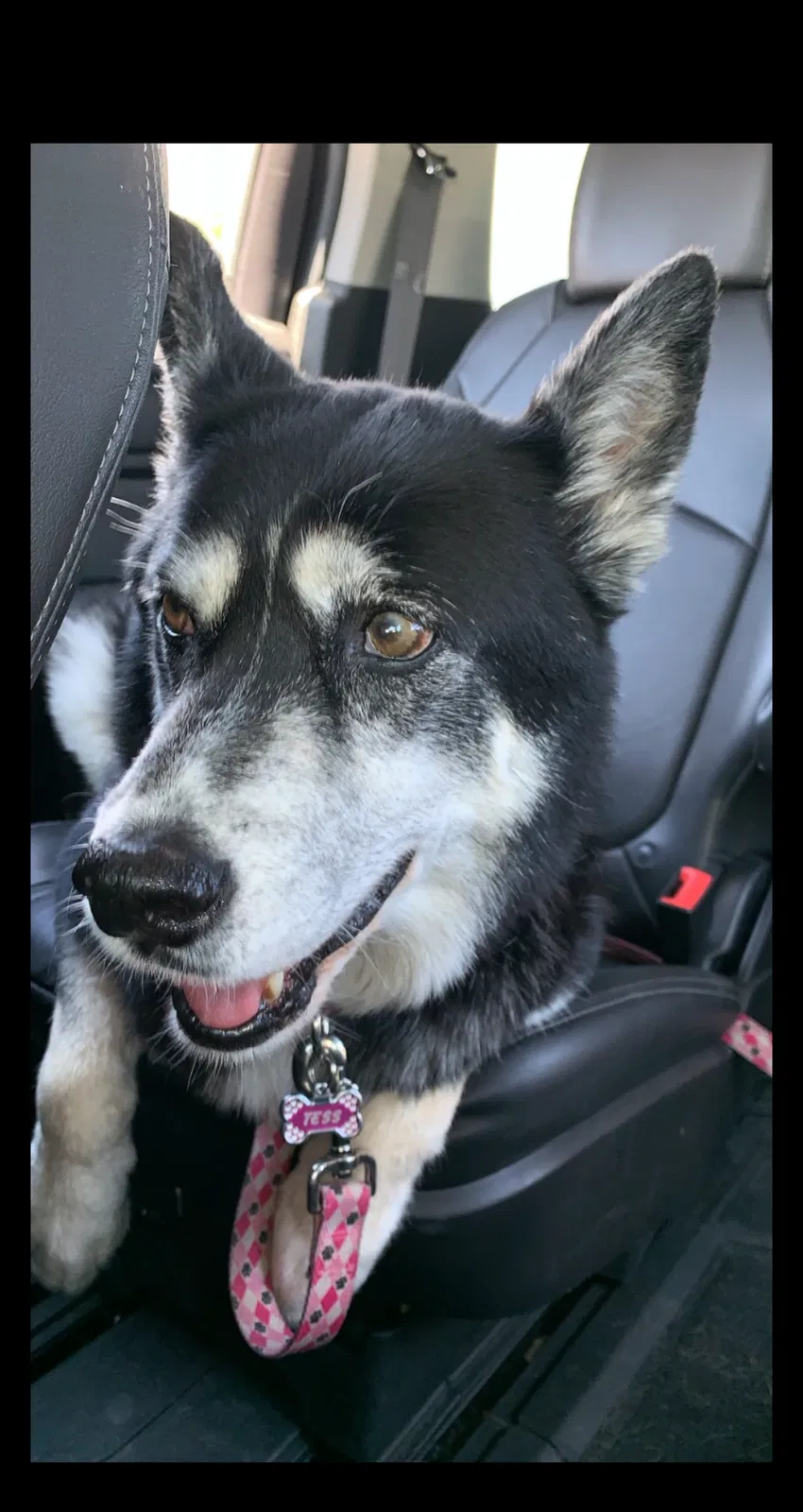 Lost dog in Tucson, AZ, 85704