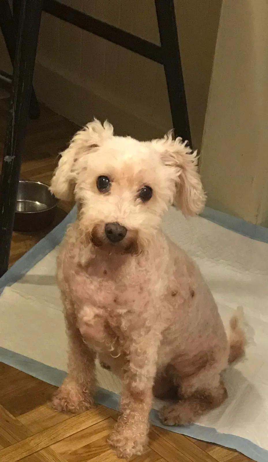 Lost dog in Los Angeles, CA, 90023