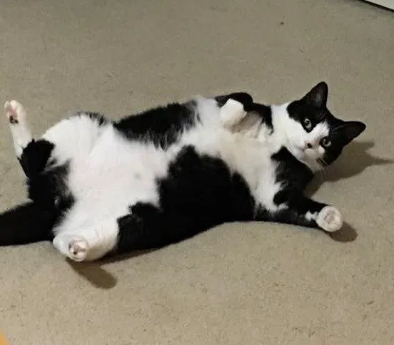 Lost cat in Indianapolis, IN, 46236