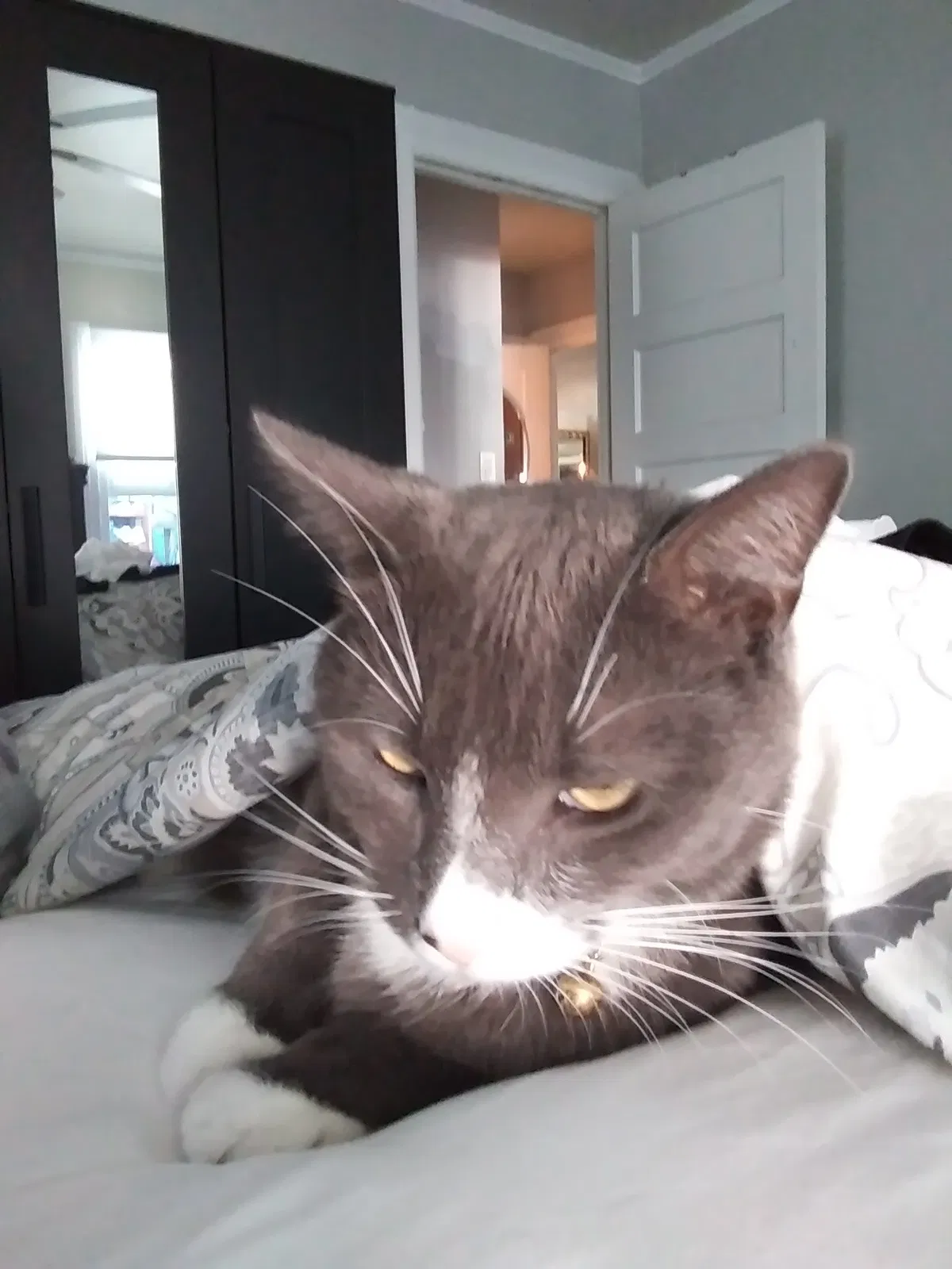 Lost cat in Los Angeles, CA, 90004