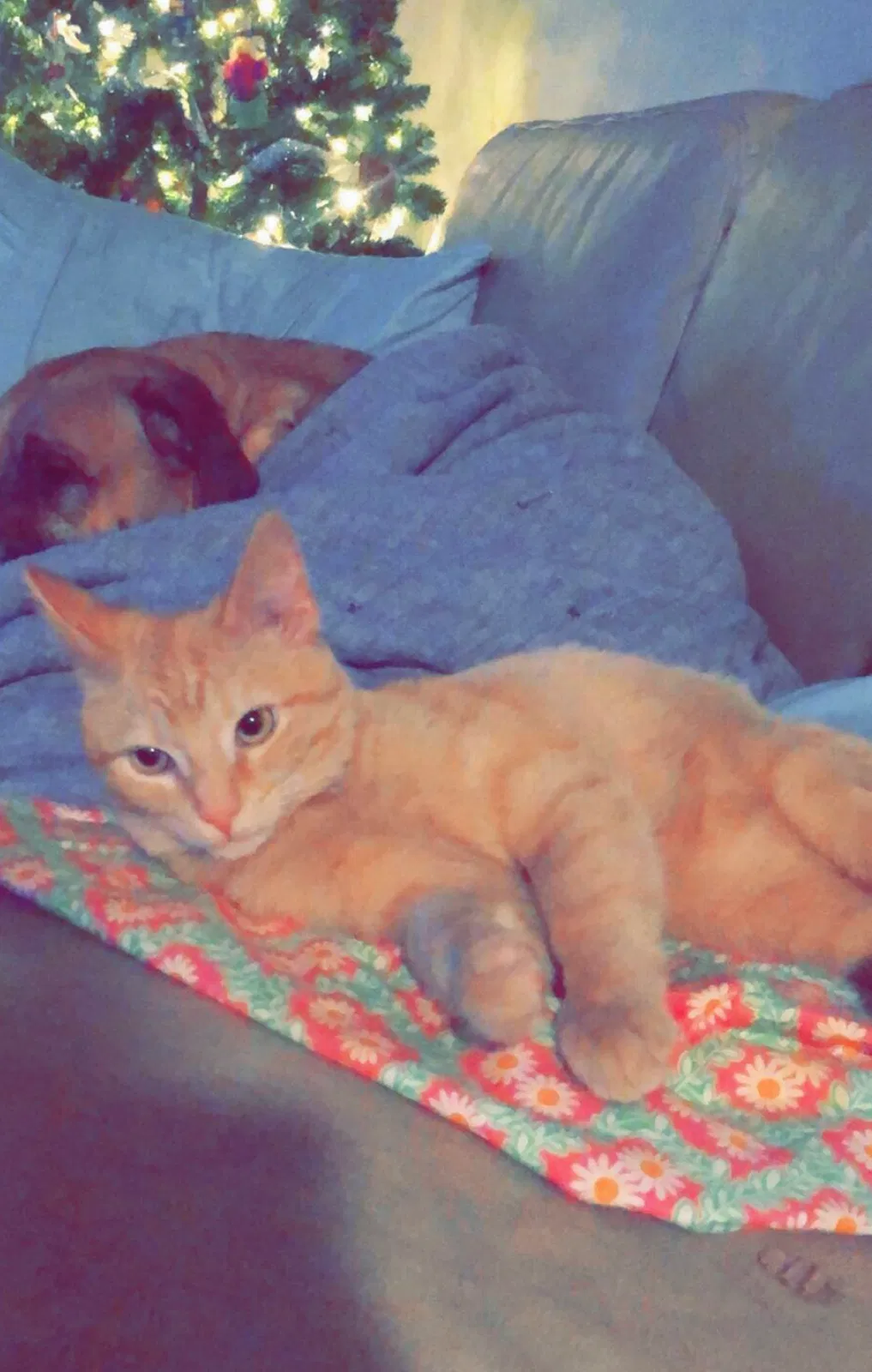 Lost cat in Columbus, OH, 43228