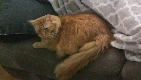 Lost cat in Hilliard, OH, 43026
