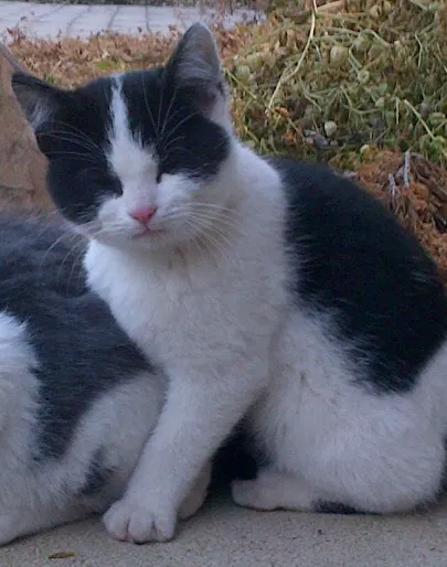 Lost cat in Barrington, IL, 60010