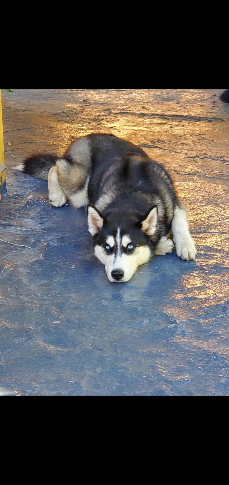 Lost dog in Hialeah, FL, 33010