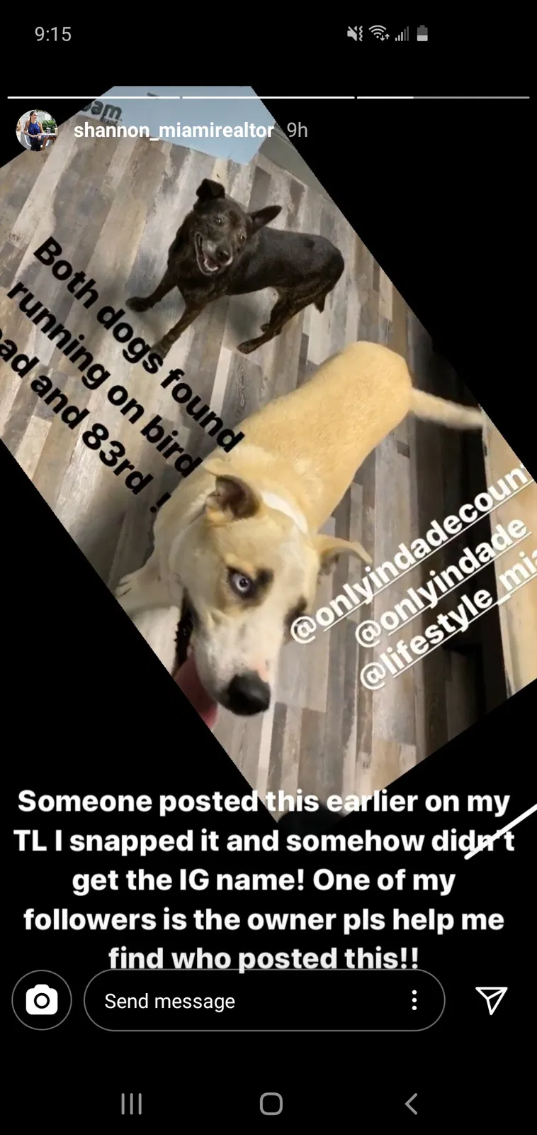 Lost dog in Miami, FL, 33165