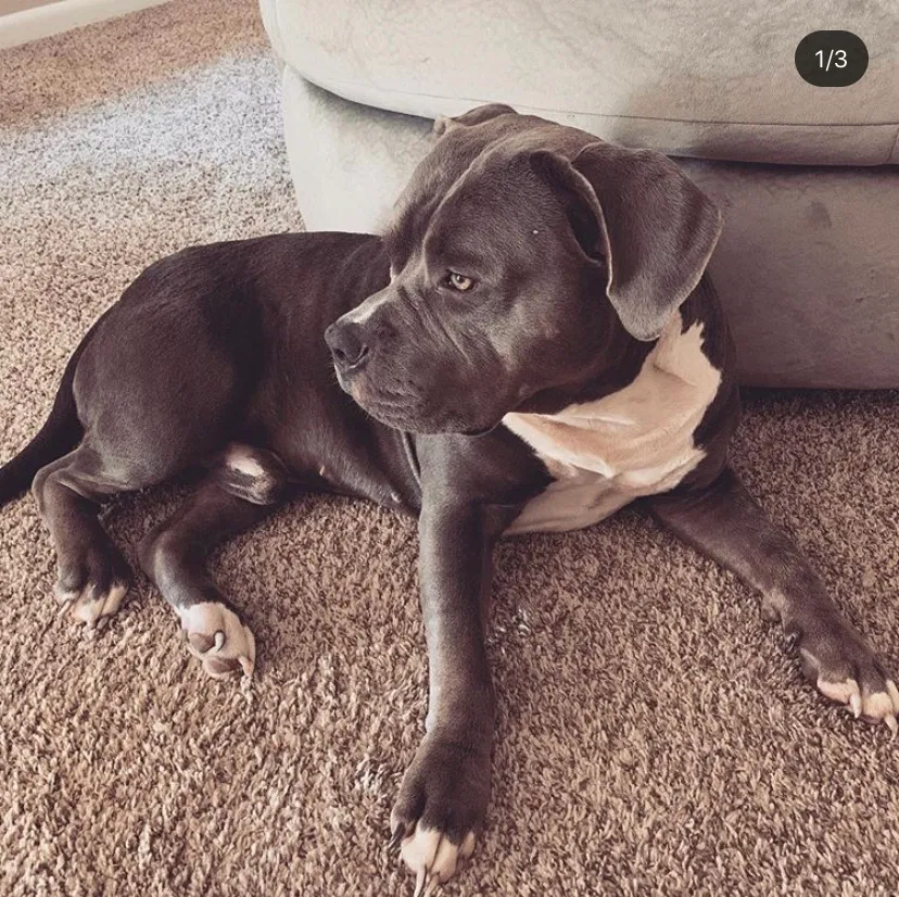 Lost dog in Covington, GA, 30016