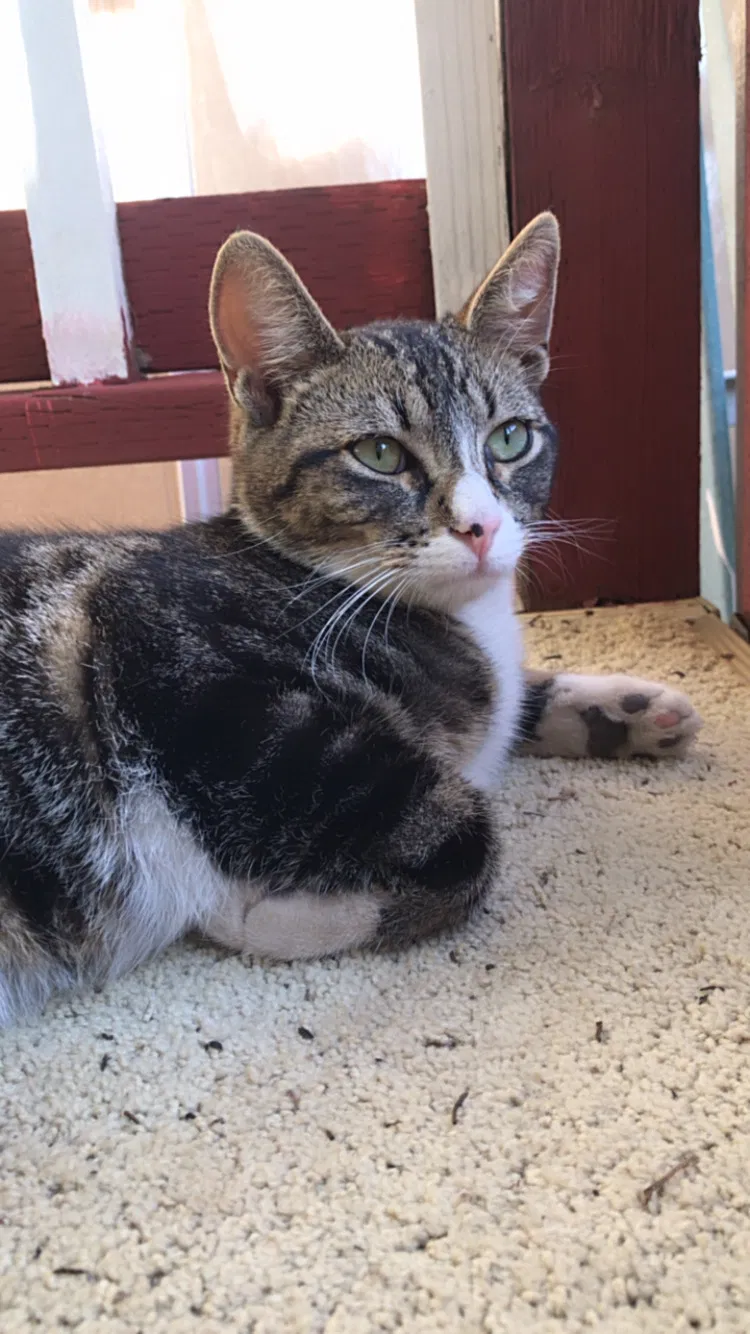 Lost cat in Corona, CA, 92880