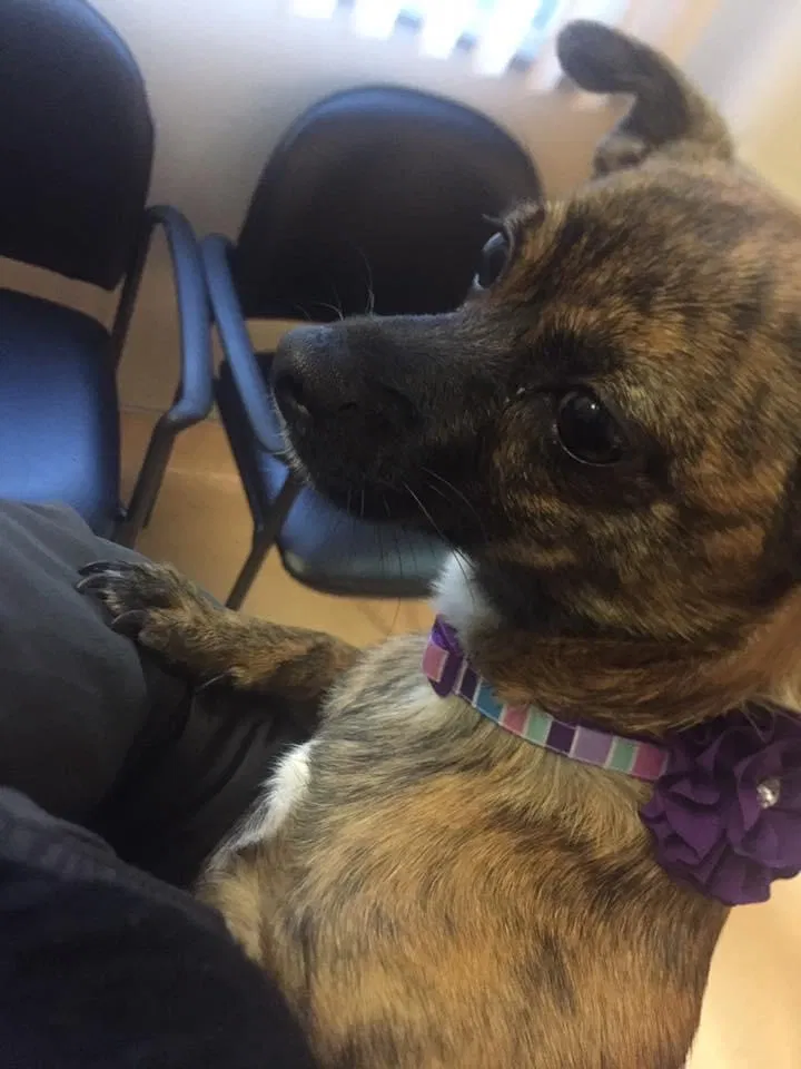 Lost dog in Los Gatos, CA, 95033