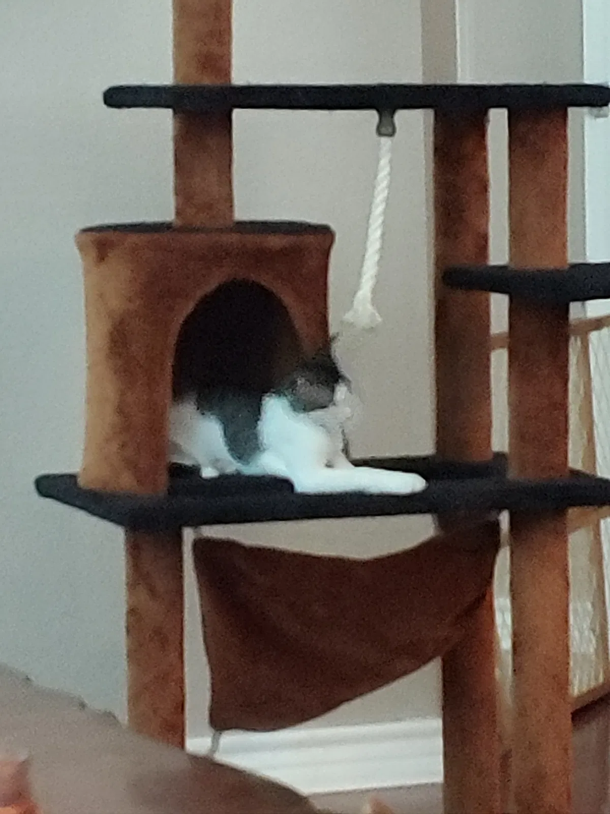 Lost cat in Fort Worth, TX, 76108