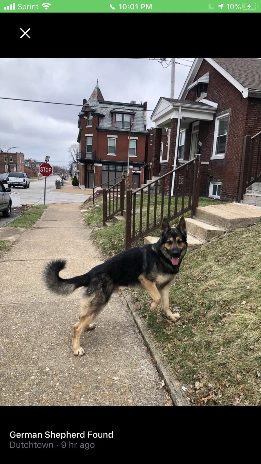 Lost dog in Saint Louis, MO, 63111