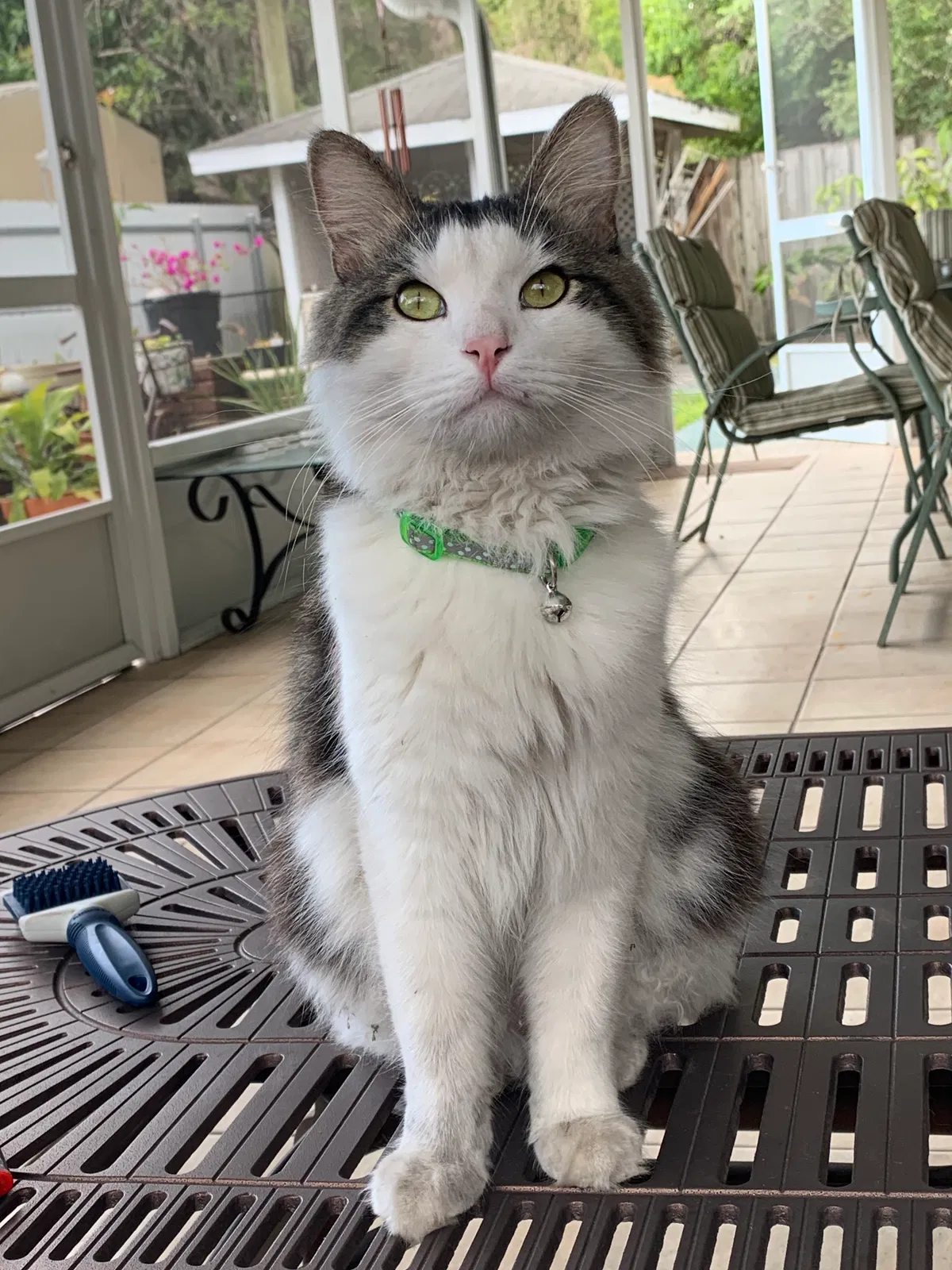 Lost cat in Tampa, FL, 33614