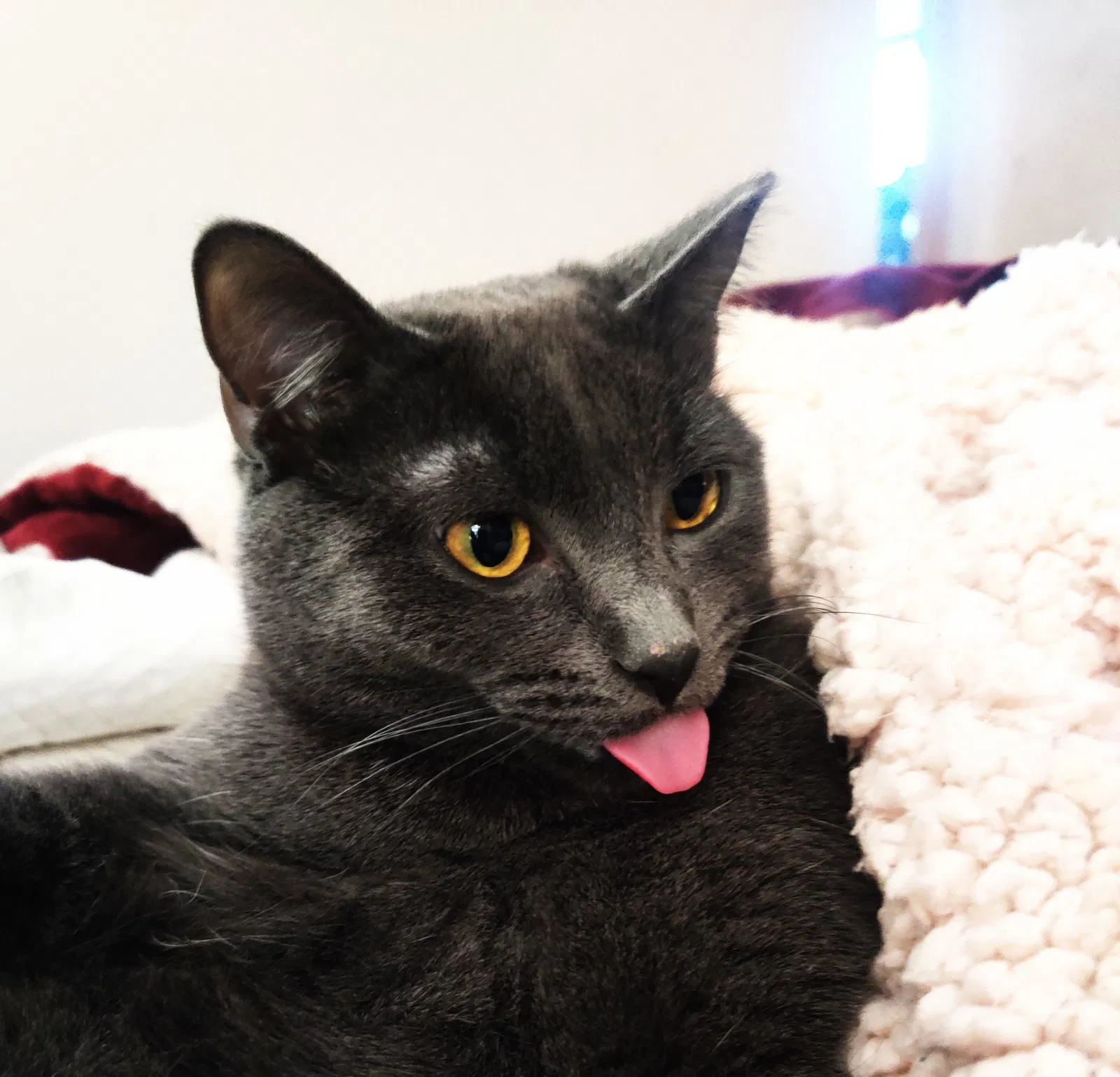 Lost cat in Minneapolis, MN, 55440