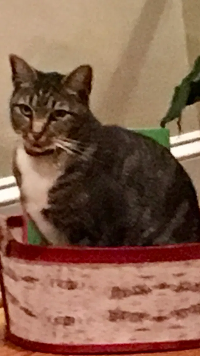 Lost cat in Charlotte, NC, 28270