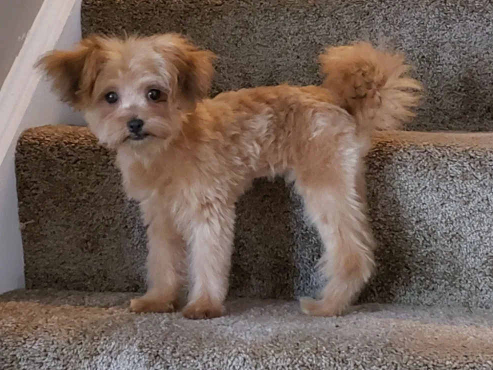 Lost dog in Powhatan, VA, 23139