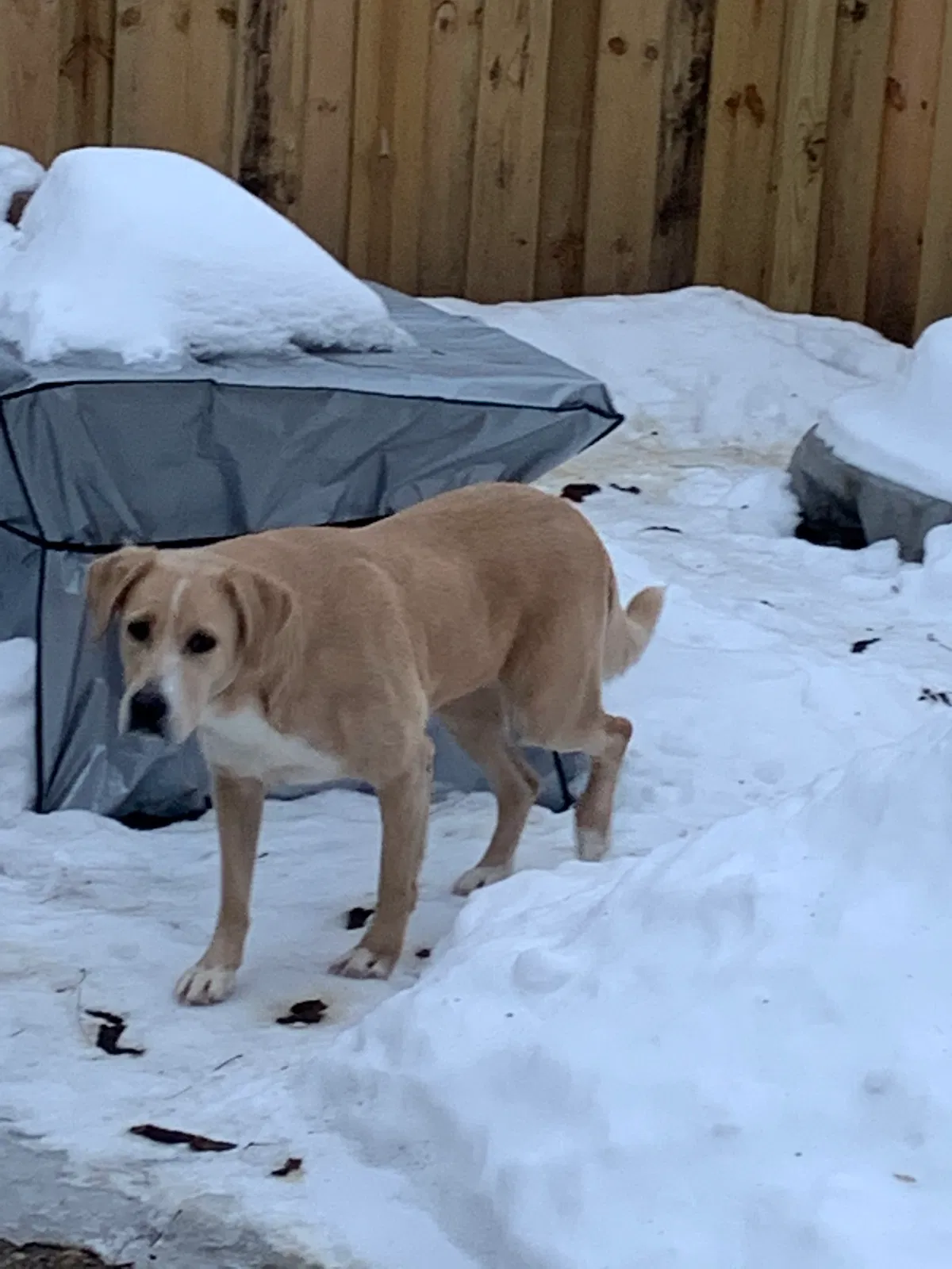 Lost dog in Saint Paul, MN, 55128