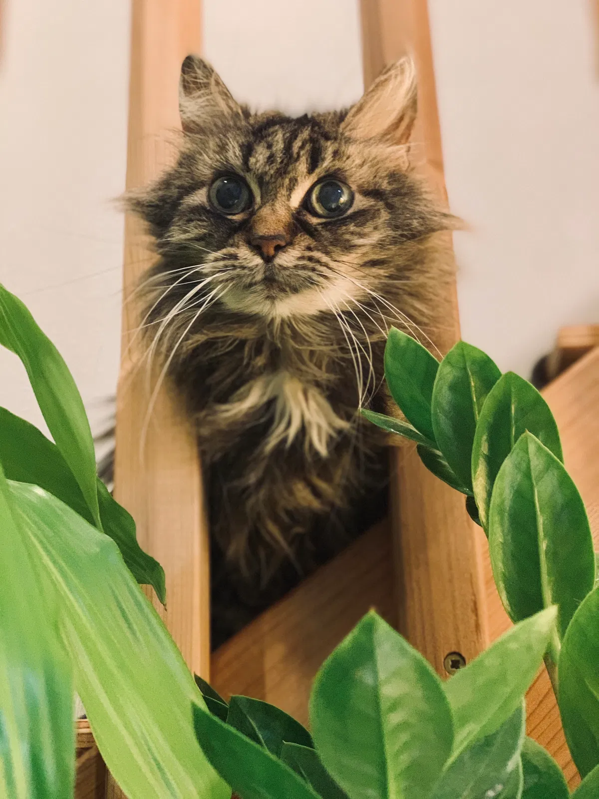 Lost cat in Snohomish, WA, 98296