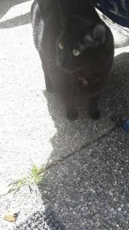 Lost cat in Everett, WA, 98203