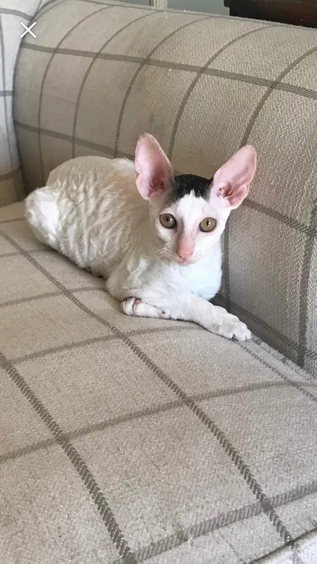 Lost cat in San Diego, CA, 92102