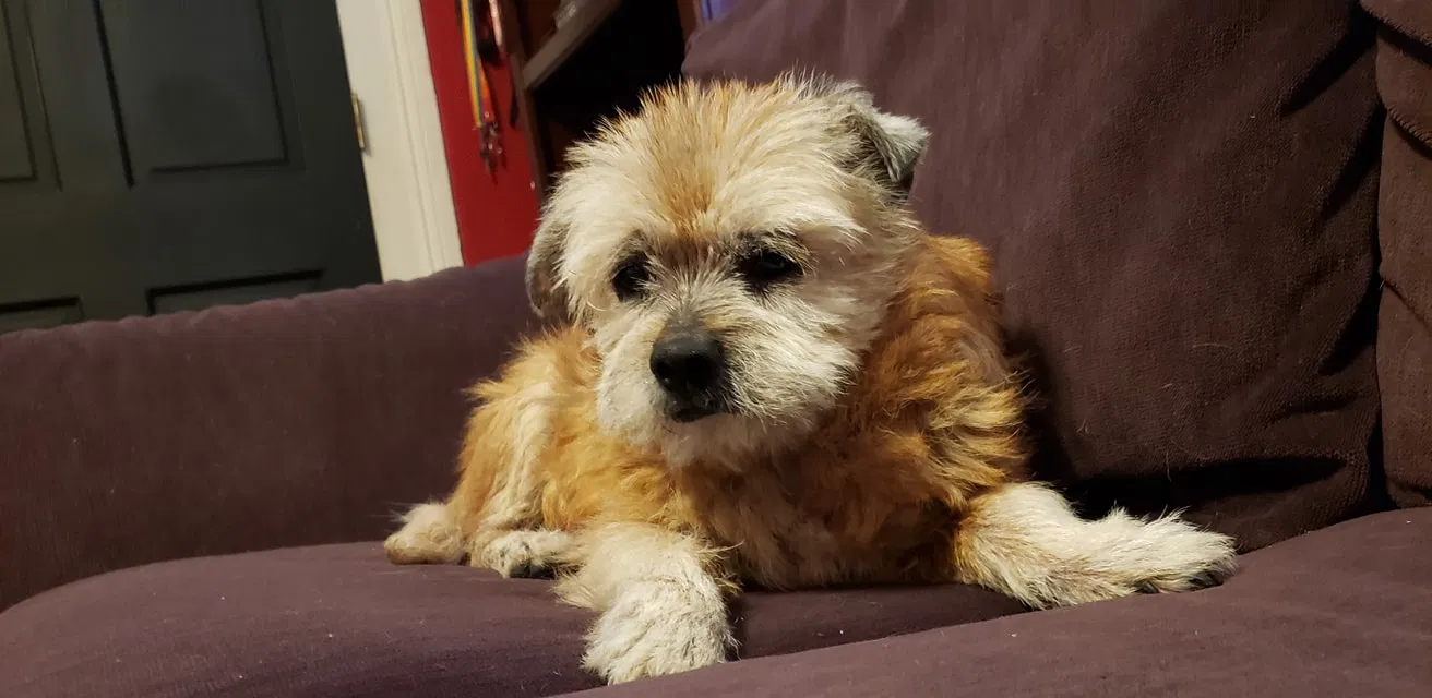 Lost dog in New Orleans, LA, 70125