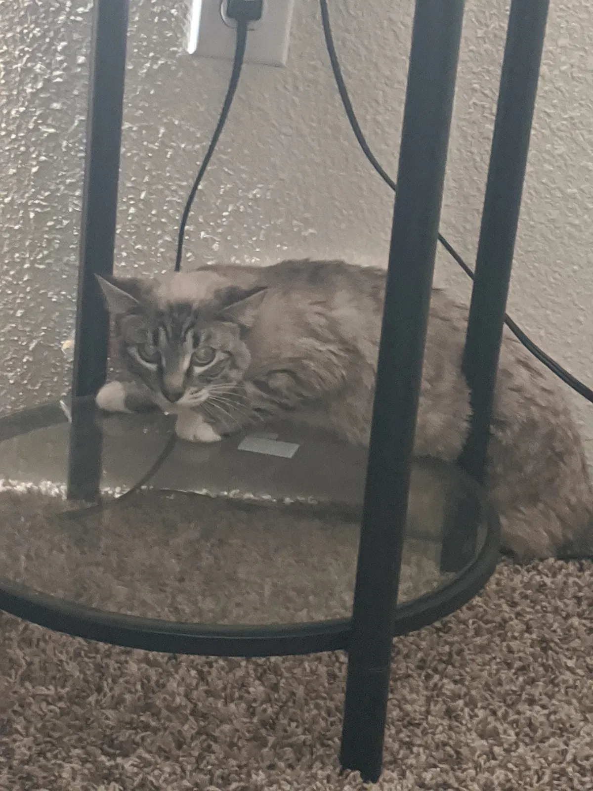 Lost cat in Albuquerque, NM, 87113