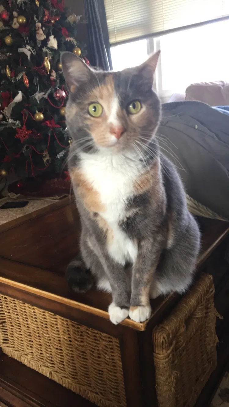 Lost cat in Troy, NY, 12182