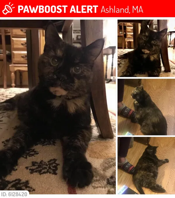 Lost cat in Ashland, MA, 1721