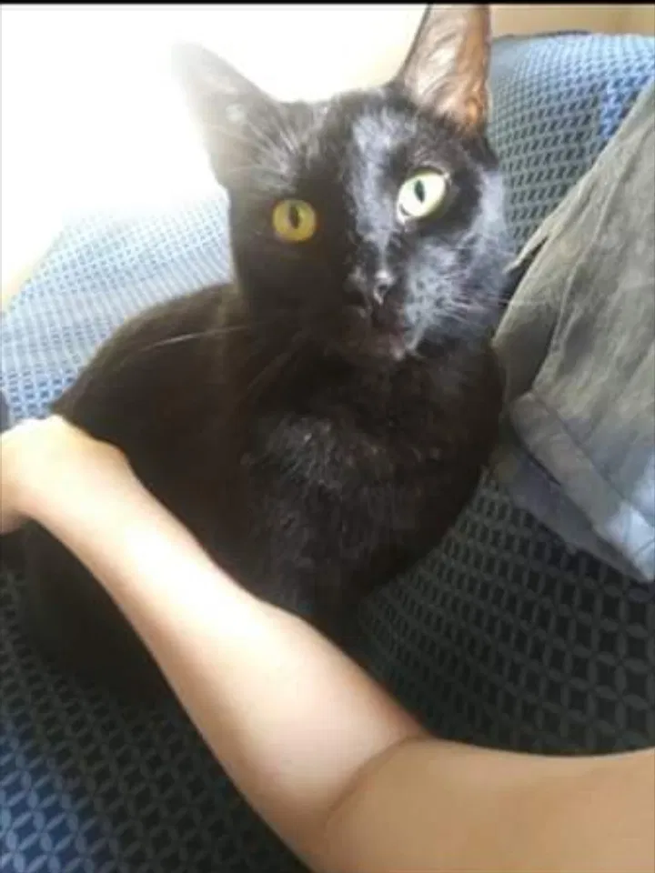 Lost cat in West Palm Beach, FL, 33413