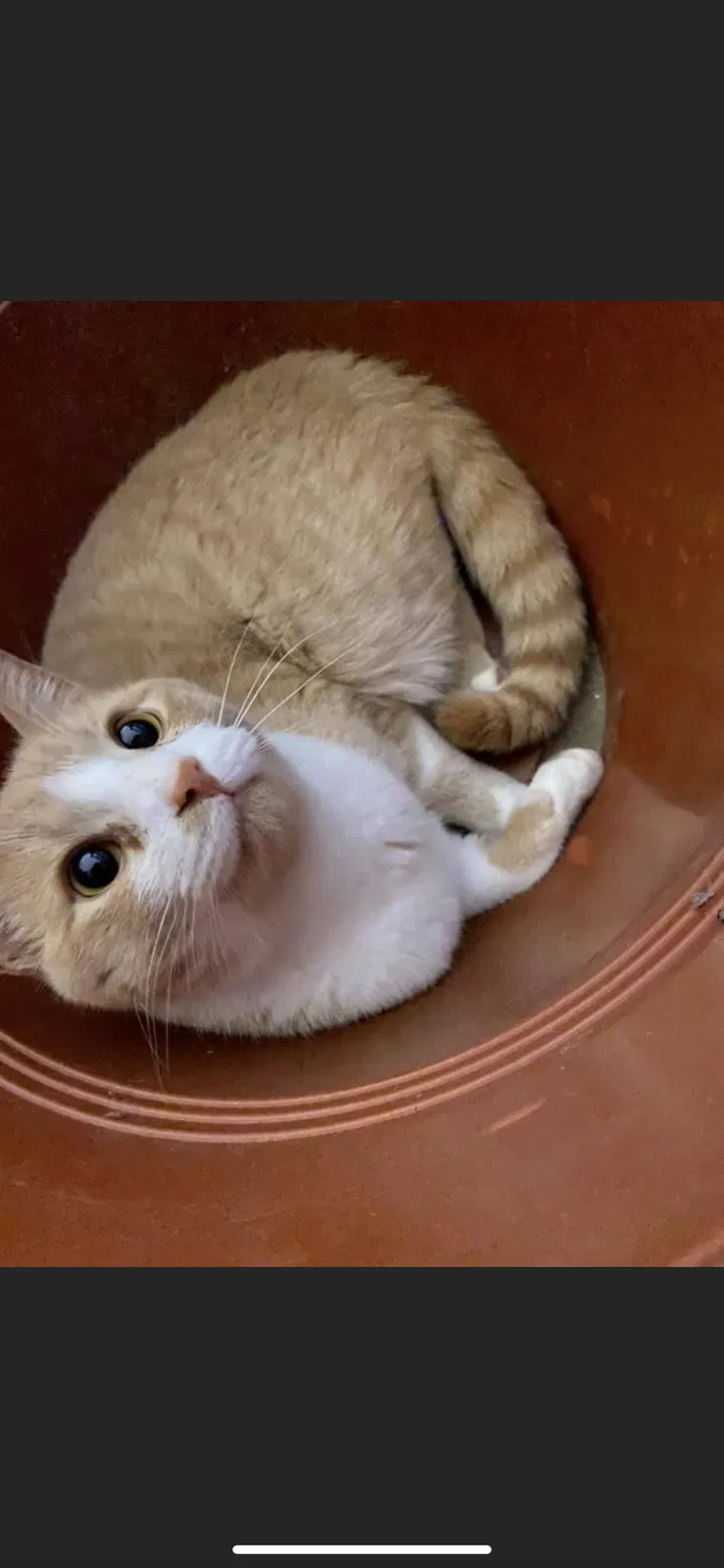 Lost cat in Antioch, TN, 37013