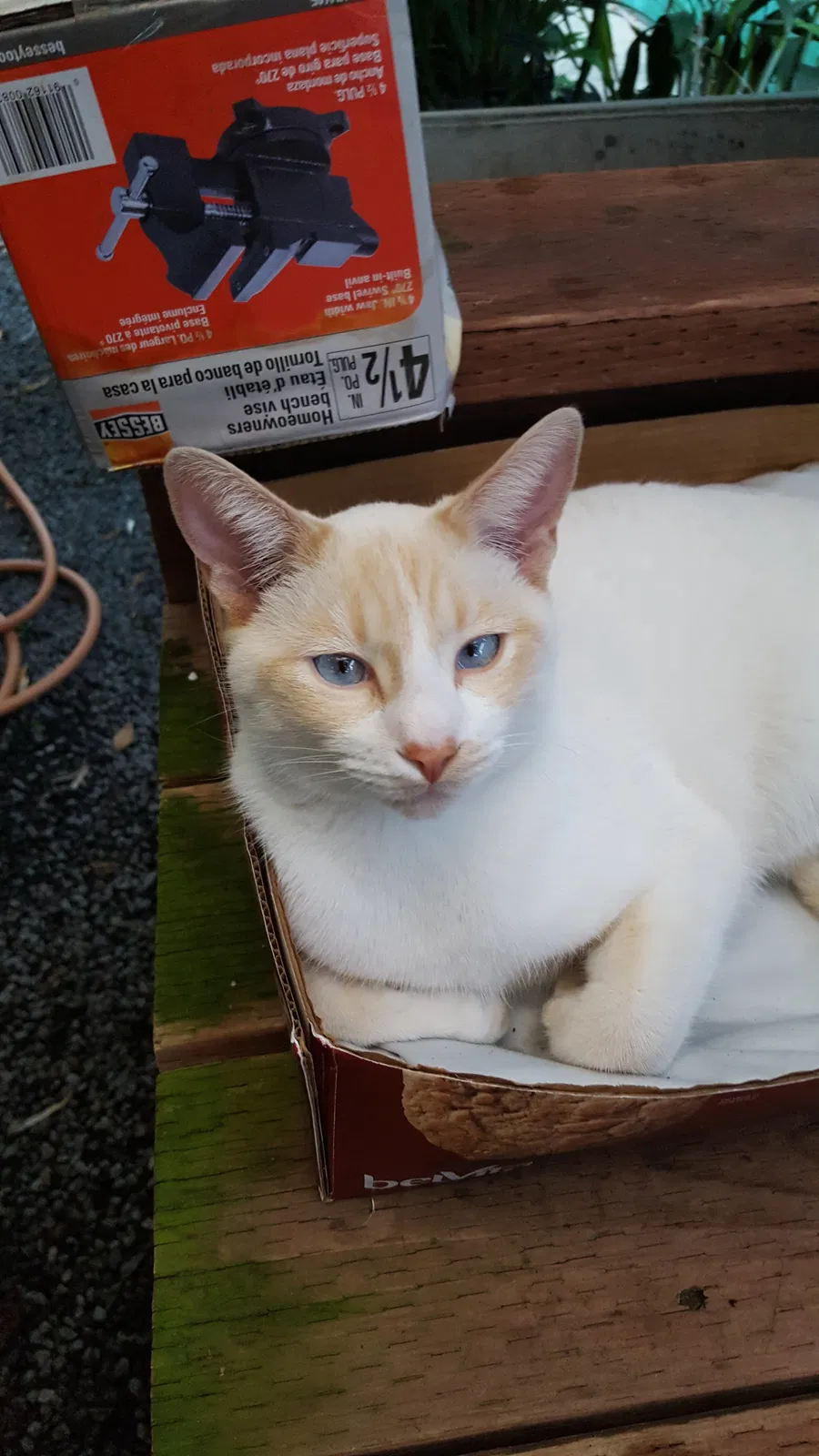 Lost cat in San Diego, CA, 92114