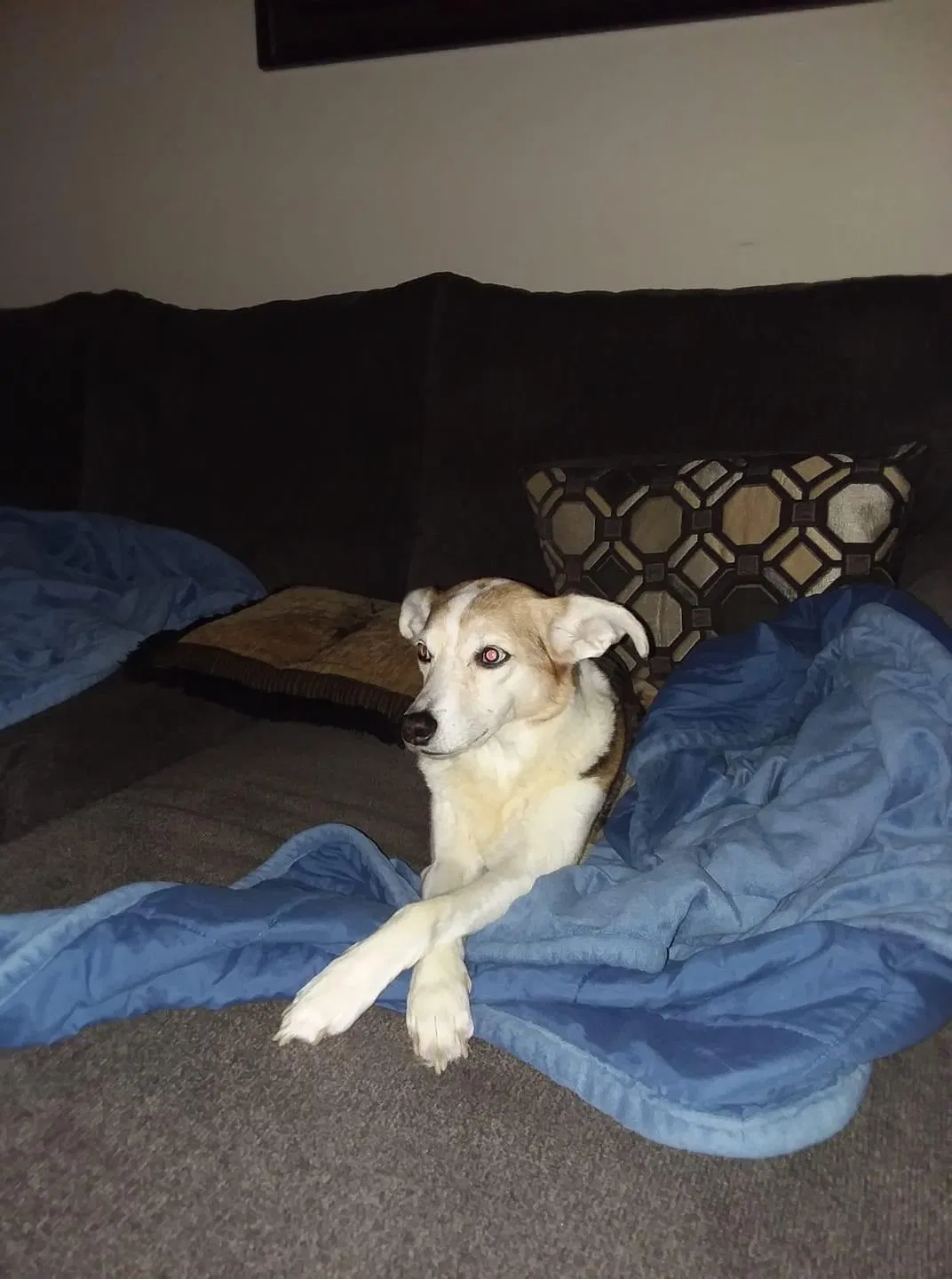 Lost dog in Blountville, TN, 37617
