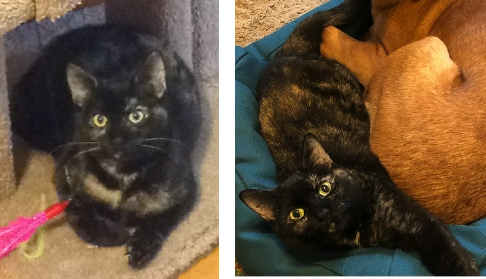 Lost cat in Cleveland, OH, 44106